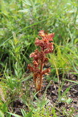 Orobanche alba xanthostigma