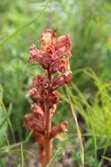 Orobanche alba xanthostigma