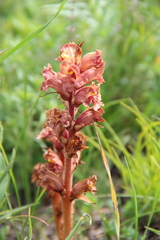 Orobanche alba xanthostigma