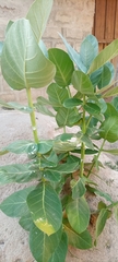 Calotropis procera image