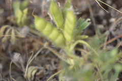 Lupinus micranthus