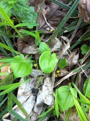 Maianthemum bifolium