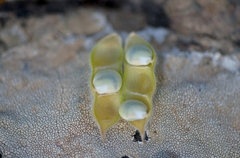 Lupinus micranthus