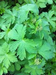 Geranium sylvaticum