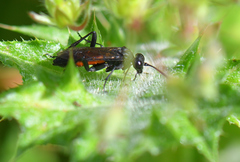 Macrophya annulata
