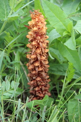 Orobanche colorata
