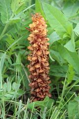 Orobanche colorata