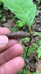 Amphibolips acuminata