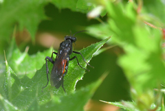Macrophya annulata