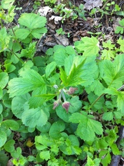 Geum rivale