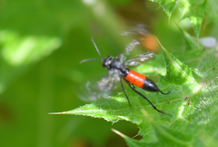 Macrophya annulata