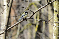 Parus major