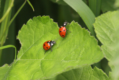Coccinella septempunctata