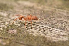 Paratrachymyrmex cornetzi