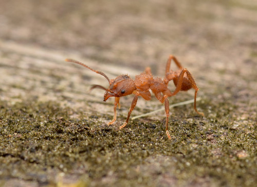 拟糙切叶蚁属Paratrachymyrmex