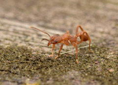 Paratrachymyrmex cornetzi