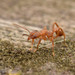 Paratrachymyrmex - Photo no rights reserved, uploaded by Philipp Hoenle