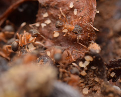 Cyphomyrmex