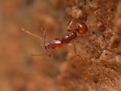 Acanthognathus teledectus