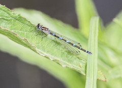 Coenagrion pulchellum