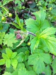 Geum rivale