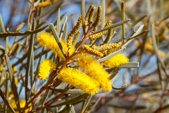 Acacia aneura