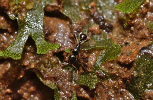 Stenamma alasStenamma alas