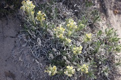 Oreocarya fulvocanescens