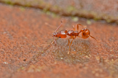 Acanthognathus teledectus