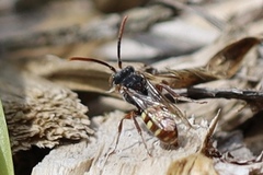 Nomada