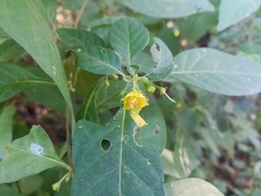 Capsicum rhomboideum