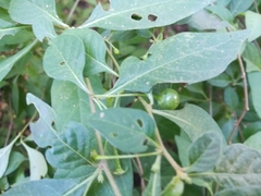 Capsicum rhomboideum