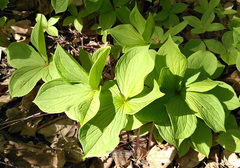 Paris quadrifolia