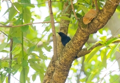 Myophonus