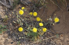 Malacothrix fendleri