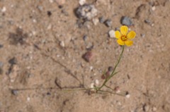 Linum aristatum