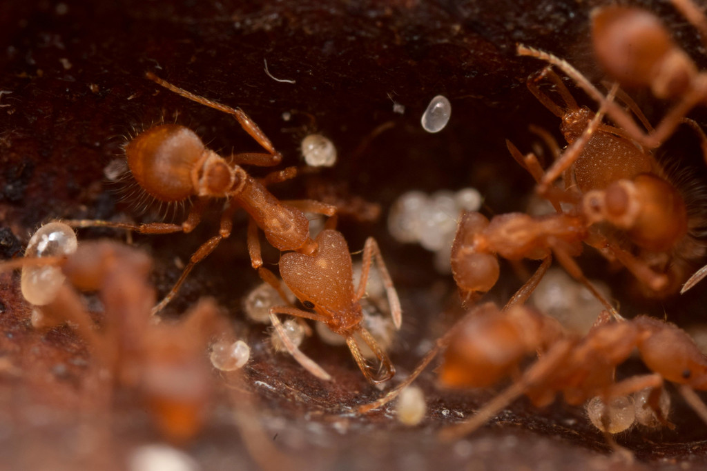 Strumigenys trinidadensis