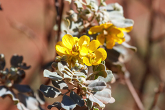 Senna artemisioides helmsii