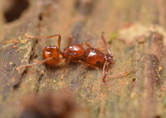 Acanthognathus teledectus