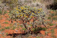 Senna artemisioides helmsii