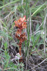 Orobanche alba xanthostigma