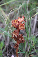 Orobanche alba xanthostigma