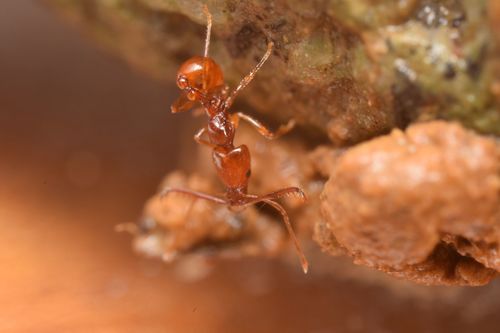 棘颚蚁属Acanthognathus