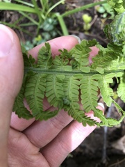 Deparia acrostichoides