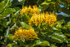 Deplanchea tetraphylla