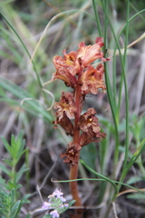 Orobanche alba xanthostigma
