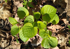 Viola mirabilis
