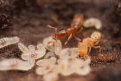 Prionopelta amabilis