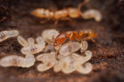 Prionopelta amabilisPrionopelta amabilis