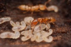 Prionopelta amabilis